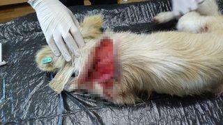 Boynu kesilmiş hale bulunan köpekten sevindiren haber