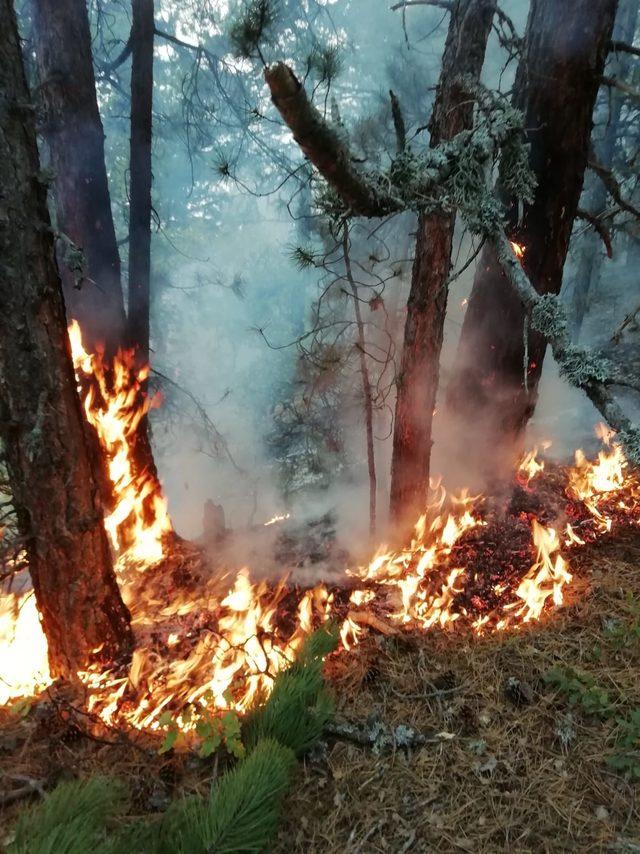 Çorum'da orman yangını