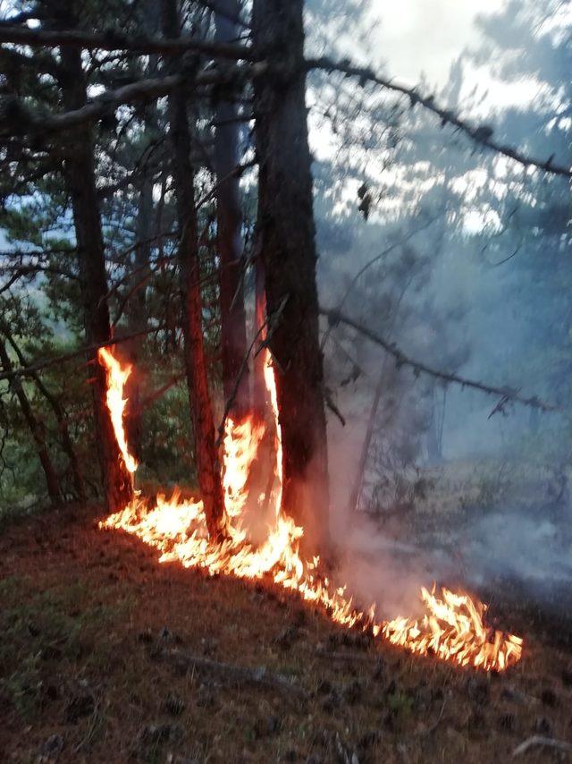 Çorum'da orman yangını