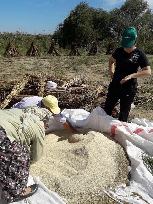 Aydın’da susam hareketliliği