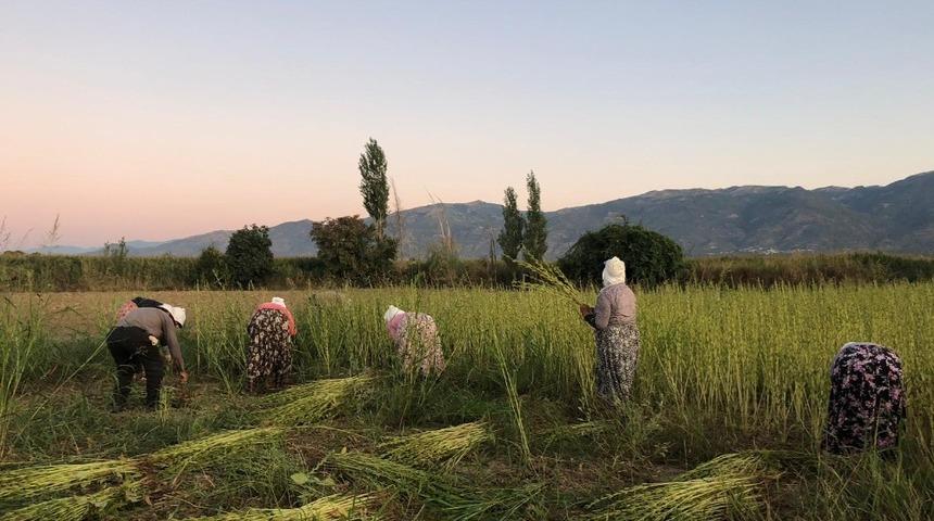 Aydın&rsquo;da susam hareketliliği