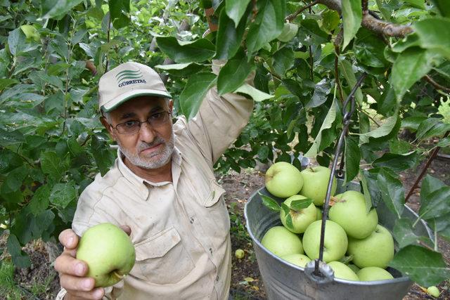 Isparta'da elma hasadı başladı; 750 bin ton rekolte bekleniyor