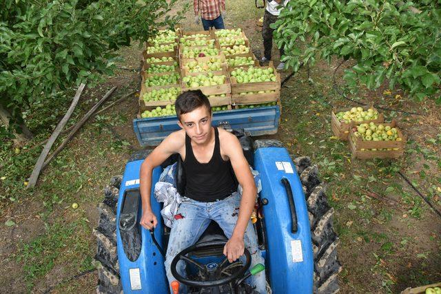 Isparta'da elma hasadı başladı; 750 bin ton rekolte bekleniyor