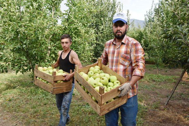 Isparta'da elma hasadı başladı; 750 bin ton rekolte bekleniyor