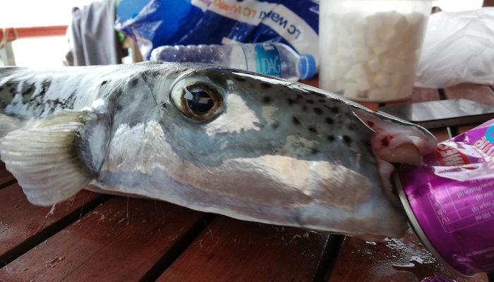 Balıkçıların balon balığı tedirginliği: Teneke yiyen, her şeyi yer