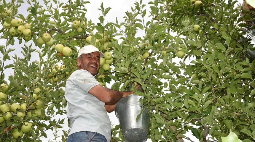 Isparta'da elma hasadı başladı; 750 bin ton rekolte bekleniyor