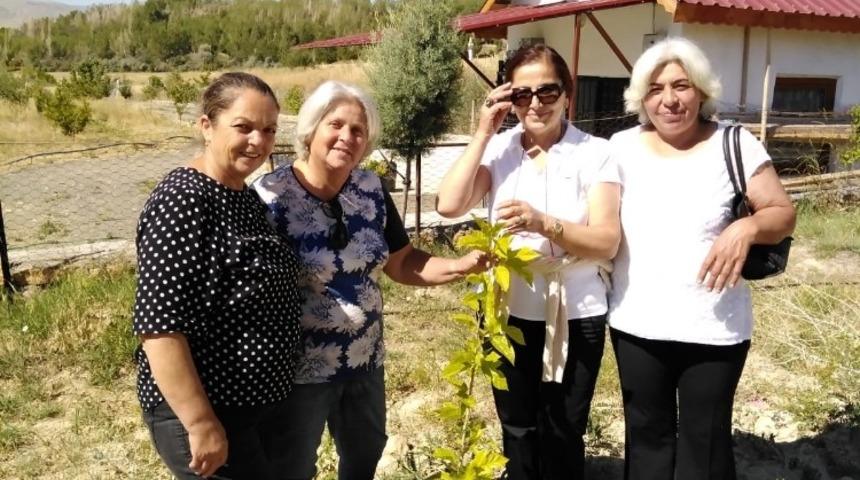 Divriği&rsquo;de yeniden ipek &uuml;retimi i&ccedil;in kollar sıvandı