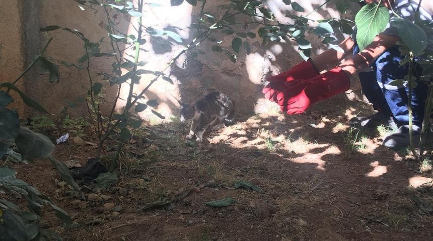 Kadınlar yaralı kedi i&ccedil;in seferber oldu