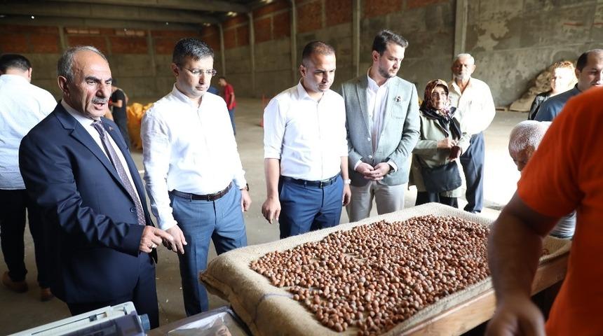 TMO Fındık alımlarını t&uuml;m hızıyla s&uuml;rd&uuml;r&uuml;yor