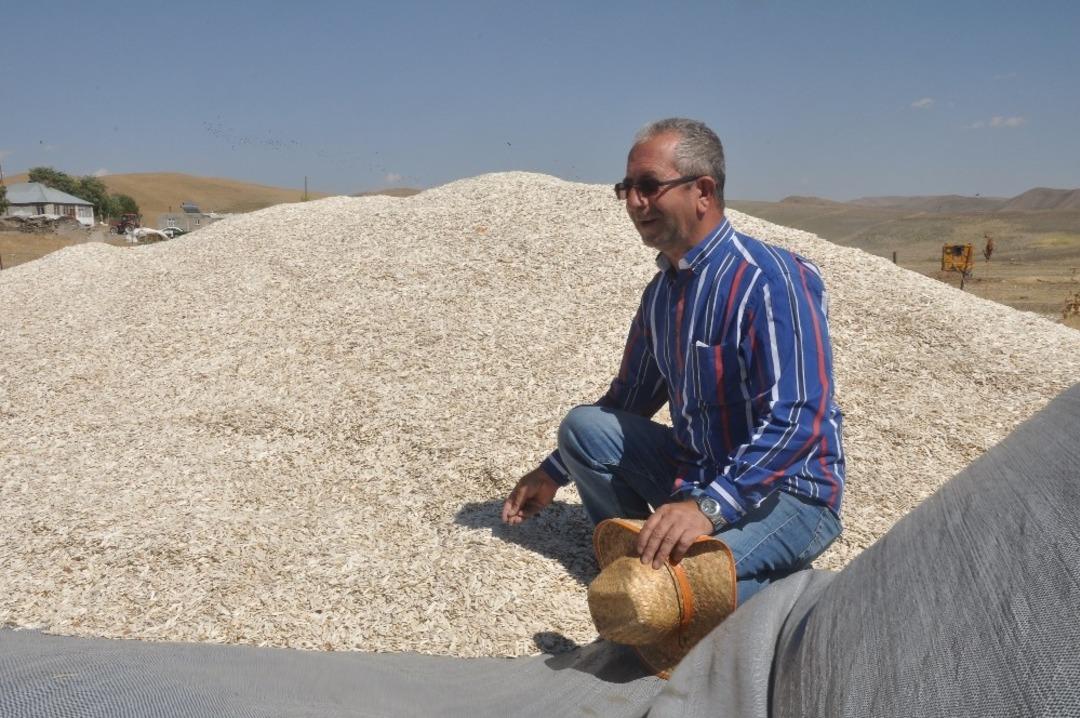 Bulanık&rsquo;ta ay&ccedil;i&ccedil;eği hasadı