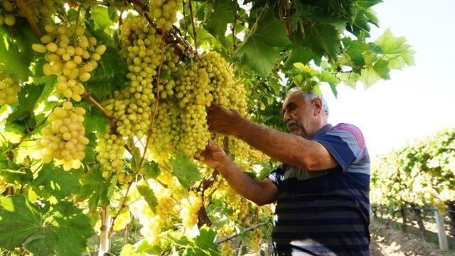 Ülgen’den üreticilere uyarı: 