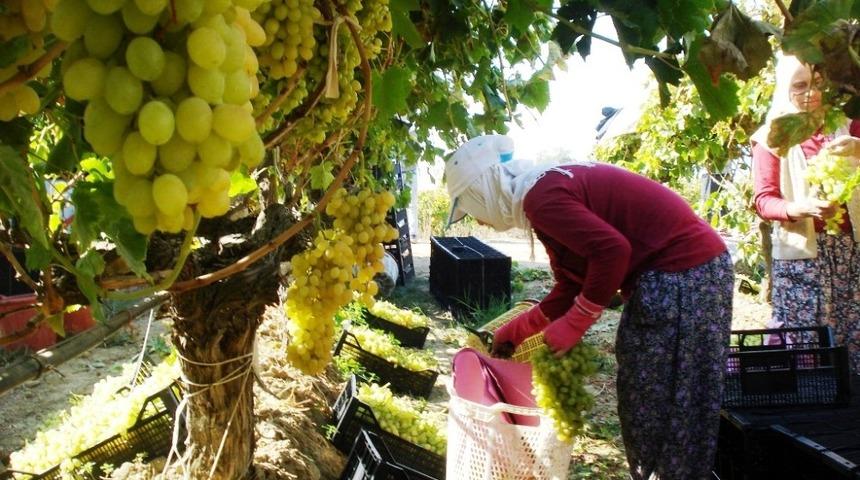 &Uuml;lgen&rsquo;den &uuml;reticilere uyarı: "&Uuml;z&uuml;mleri peşin satın"