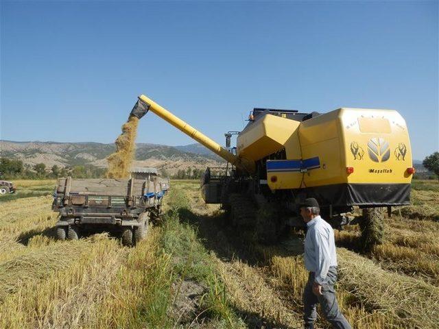 Tosya’da çeltikte beklenen rekolte 6 bin 500 ton