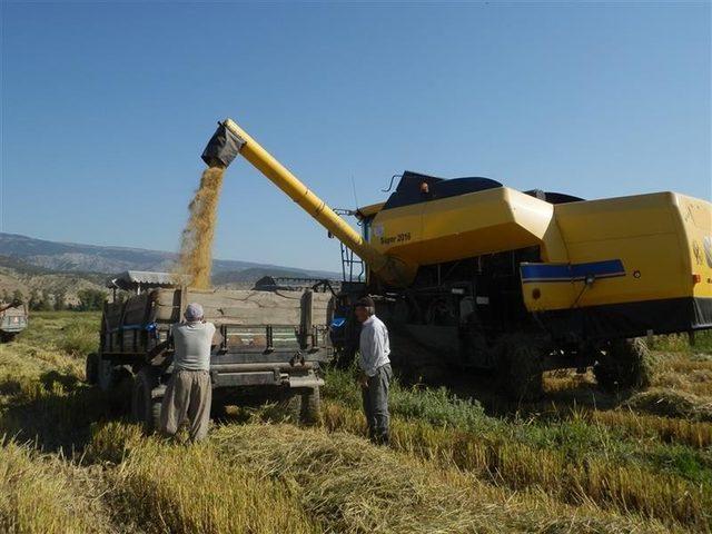 Tosya’da çeltikte beklenen rekolte 6 bin 500 ton