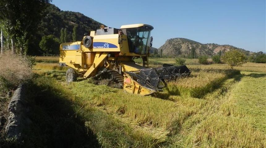 Tosya&rsquo;da &ccedil;eltikte beklenen rekolte 6 bin 500 ton