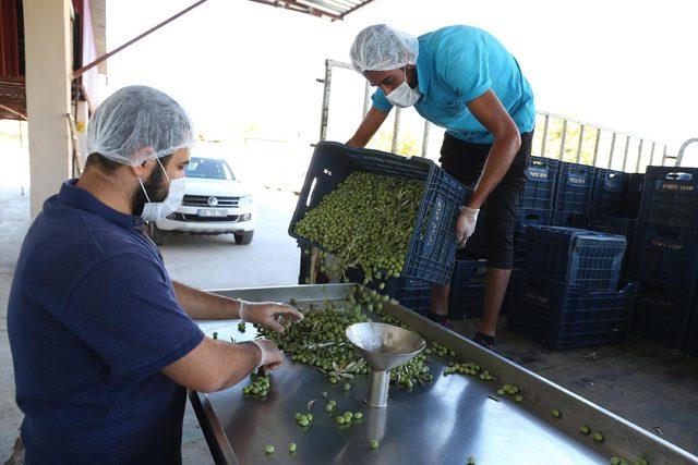 Uluslararası yarışmalara katılacak zeytinyağına erken hasat