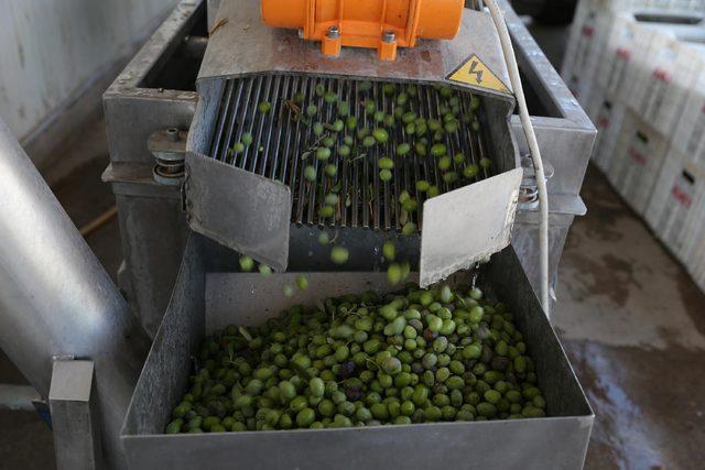 Uluslararası yarışmalara katılacak zeytinyağına erken hasat