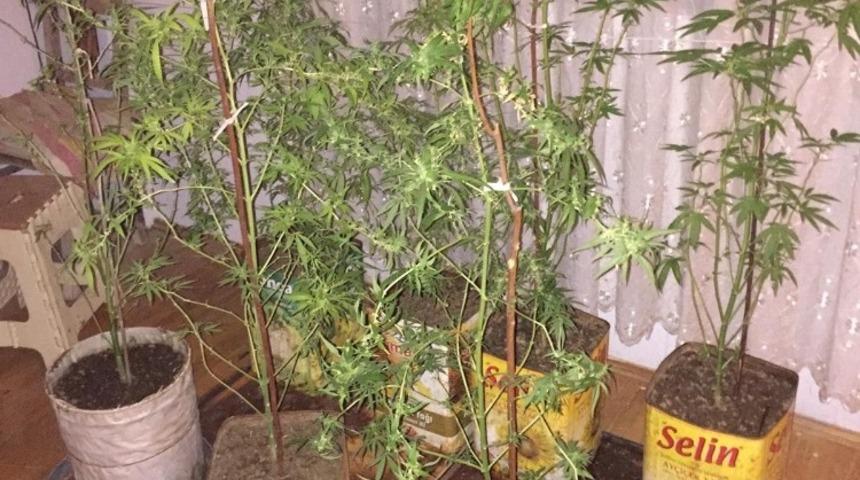 Saksıda kenevir yetiştirmiş