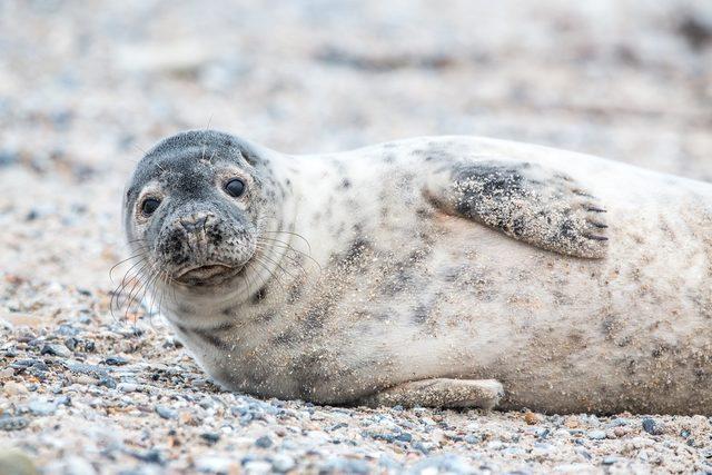 grey-seal-3281160_960_720