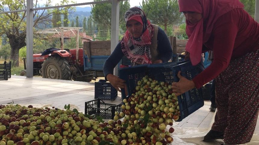 Demirci&rsquo;nin h&uuml;nnabı T&uuml;rkiye ve d&uuml;nya pazarına sunulacak