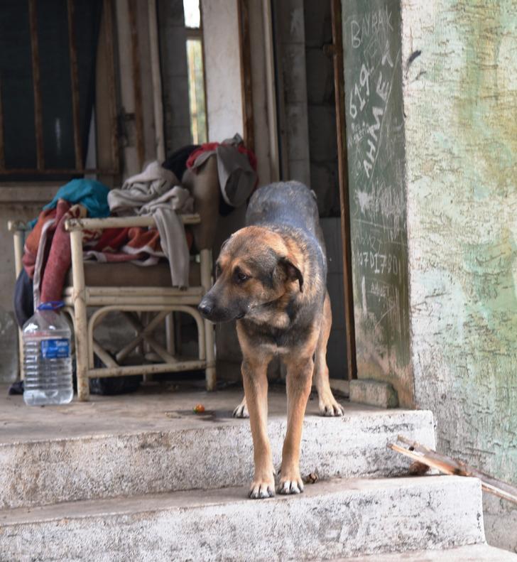 Ölen sahibinin başından bir hafta ayrılmadı G2