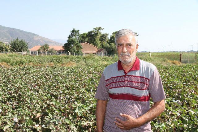 Türkiye’nin pamuk ambarı Söke Ovası’nda hasat buruk başladı