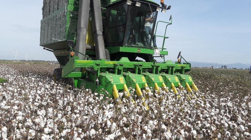 T&uuml;rkiye&rsquo;nin pamuk ambarı S&ouml;ke Ovası&rsquo;nda hasat buruk başladı