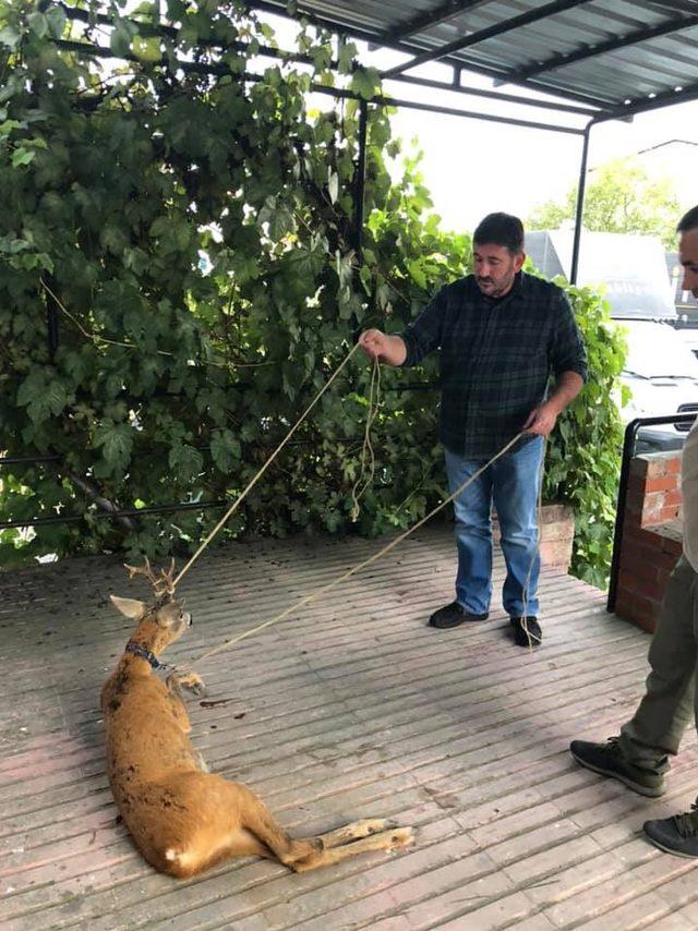 Tellere takılıp, yaralanan karacaya tedavi