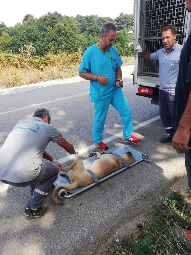 Uludağ’da otomobil çarpan köpek hayata tutundu