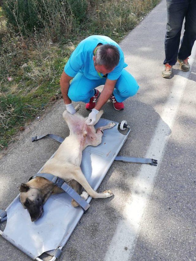 Uludağ’da otomobil çarpan köpek hayata tutundu