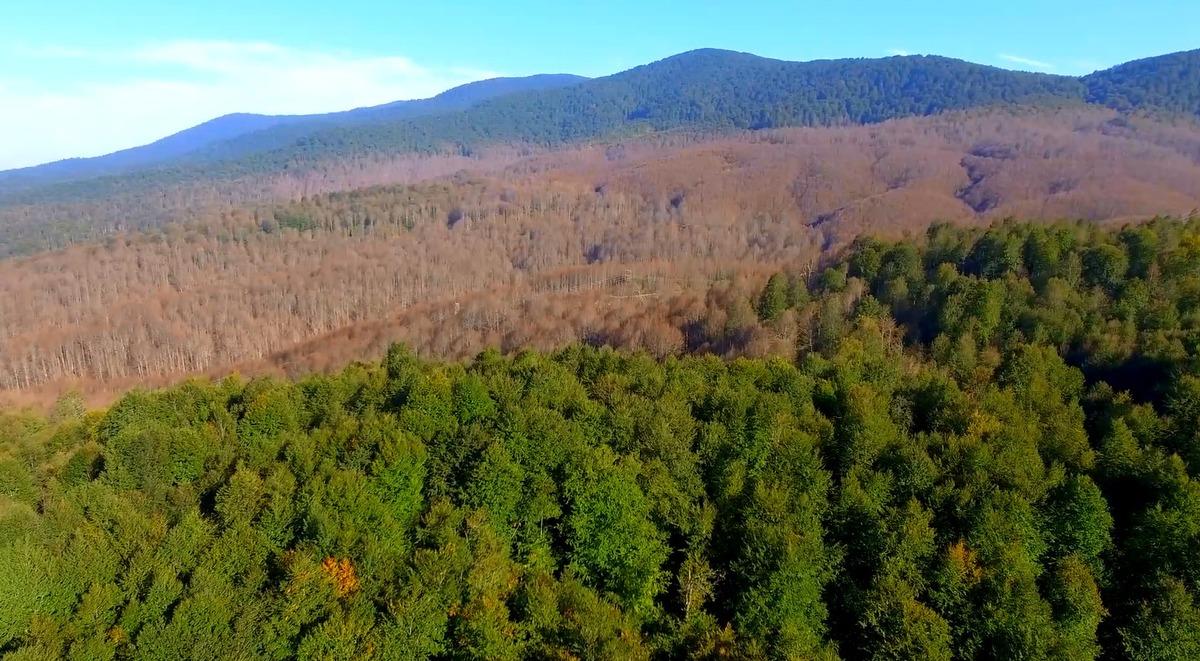 Tırtıllar ormanı kuruttu! Korkun&ccedil; ş&uuml;phe! 