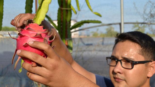Ejder meyvesi üreticisinin yüzünü güldürüyor
