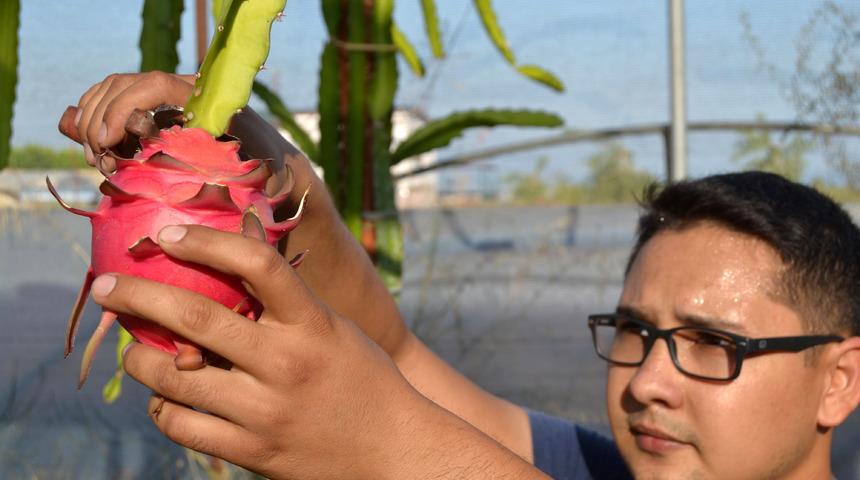 Ejder meyvesi &uuml;reticisinin y&uuml;z&uuml;n&uuml; g&uuml;ld&uuml;r&uuml;yor