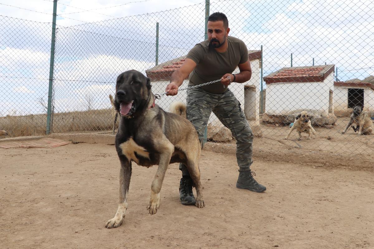 &Ouml;zel b&ouml;lmede besleniyor! L&uuml;ks bir otomobil fiyatında, değeri dudak u&ccedil;uklatıyor