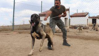 Özel bölmede besleniyor! Lüks bir otomobil fiyatında, değeri dudak uçuklatıyor