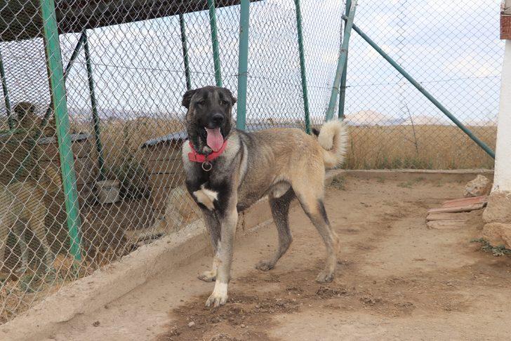 Özel bölmede besleniyor! Lüks bir otomobil fiyatında, değeri dudak uçuklatıyor G2