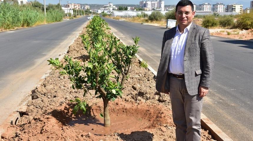 T&uuml;t&uuml;nc&uuml;, Kepez&rsquo;in Yeşil Seferberliği&rsquo;ni inceledi