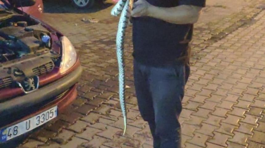 Otomobilin motor bölümüne giren yılan itfaiye ekiplerince çıkarıldı