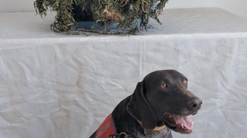 Ordu&rsquo;da uyuşturucu operasyonu