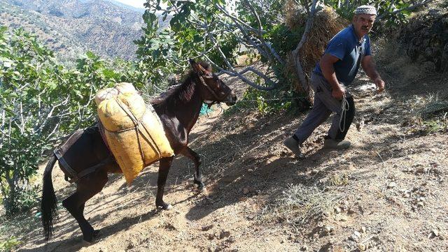 Aydın dağlarında üreticinin en büyük yardımcısı yük hayvanları