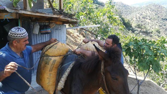 Aydın dağlarında üreticinin en büyük yardımcısı yük hayvanları