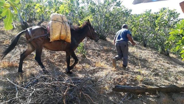 Aydın dağlarında üreticinin en büyük yardımcısı yük hayvanları