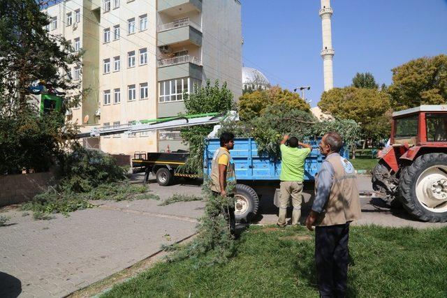 Haliliye Belediyesinden budama çalışmaları