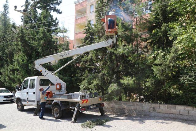 Haliliye Belediyesinden budama çalışmaları