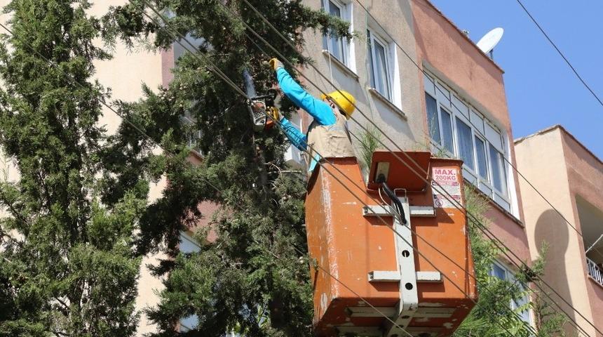 Haliliye Belediyesinden budama çalışmaları