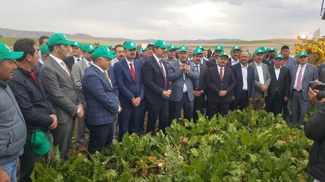 Kayseri Şeker’in Şarkışla’daki Pancar Hasat Günü’ne Sivas Valisi De Katıldı