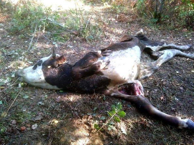 Kastamonu’da ayının saldırdığı inek telef oldu
