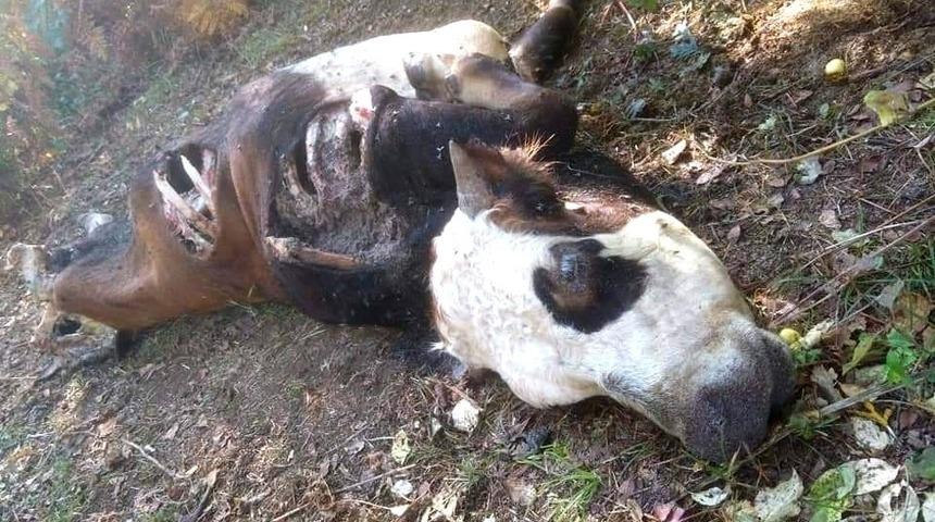 Kastamonu’da ayının saldırdığı inek telef oldu