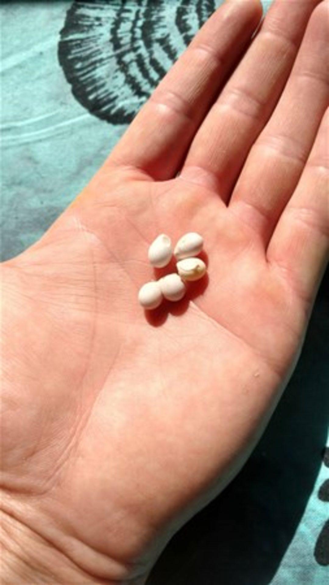 почему у мужчины маленькие яички