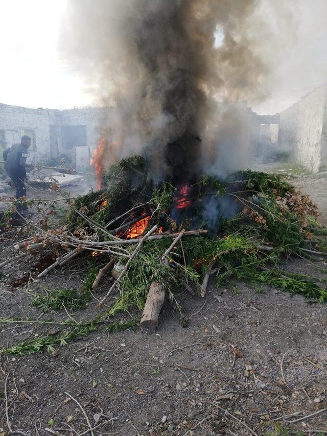 Kars’ta 17 bin kök kenevir ele geçirildi